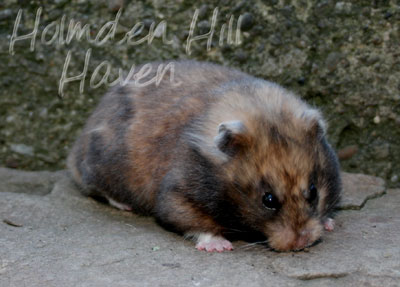 Lola- Yellow Black Syrian Longhaired